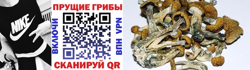 купить  цена  OMG ссылка  Псилоцибиновые грибы Cubensis  Льгов 